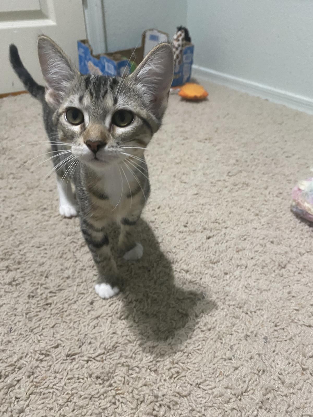 Photo of Wisp Purr