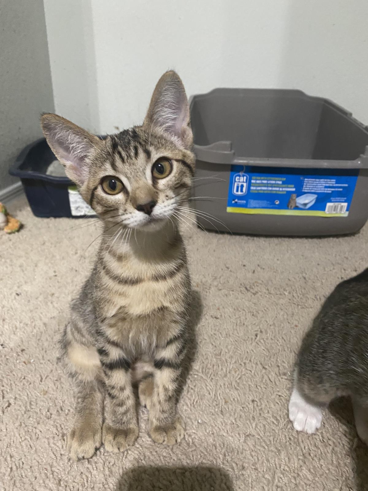 Photo of Sue Purr