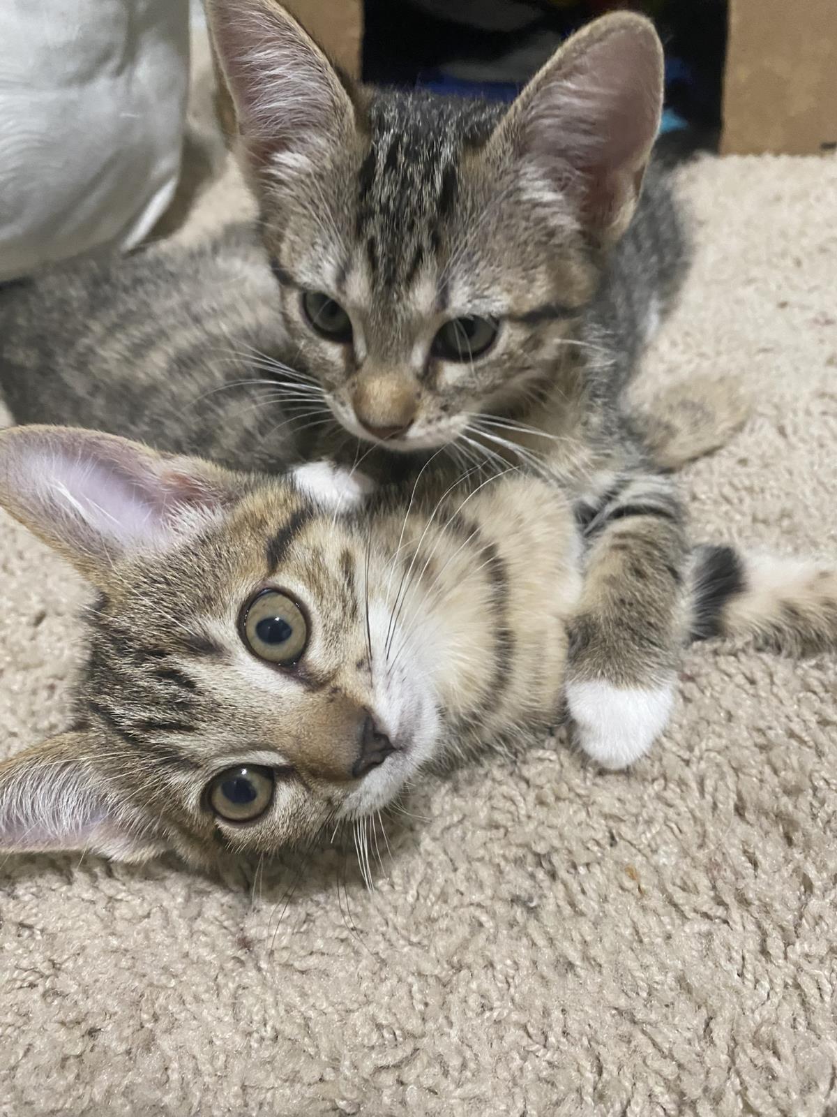 Photo of Sue Purr