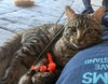 adoptable Cat in Chandler, AZ named Rico Suave