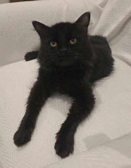 Photo of Sage De Fleur