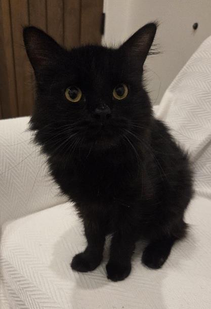 Photo of Sage De Fleur
