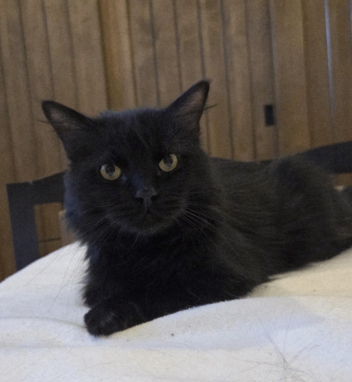 adoptable Cat in Chandler, AZ named Sage De Fleur