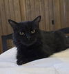 adoptable Cat in  named Sage De Fleur