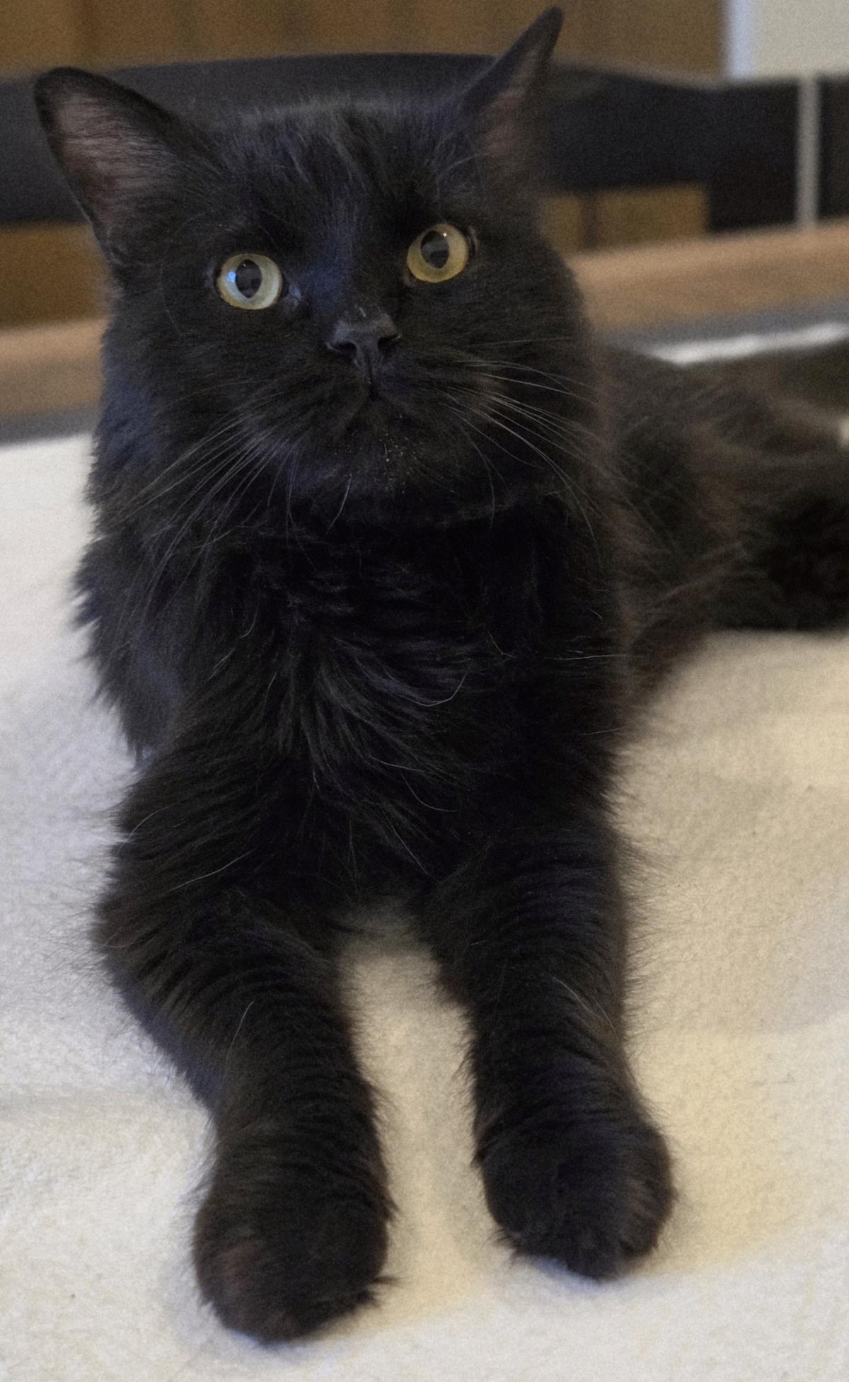 Photo of Sage De Fleur
