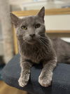 adoptable Cat in Chandler, AZ named Grey Momma
