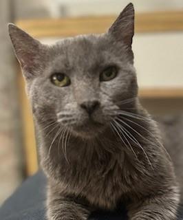 Photo of Grey Momma