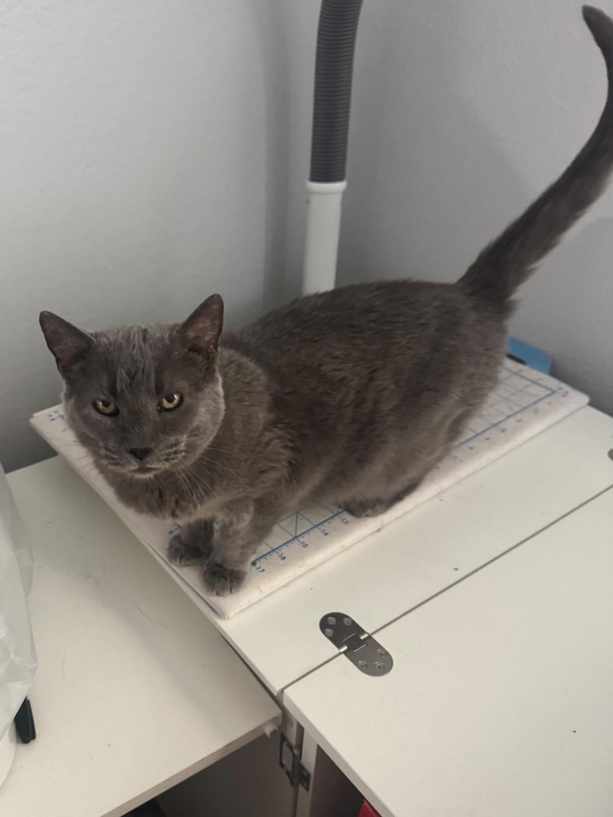 Photo of Grey Momma