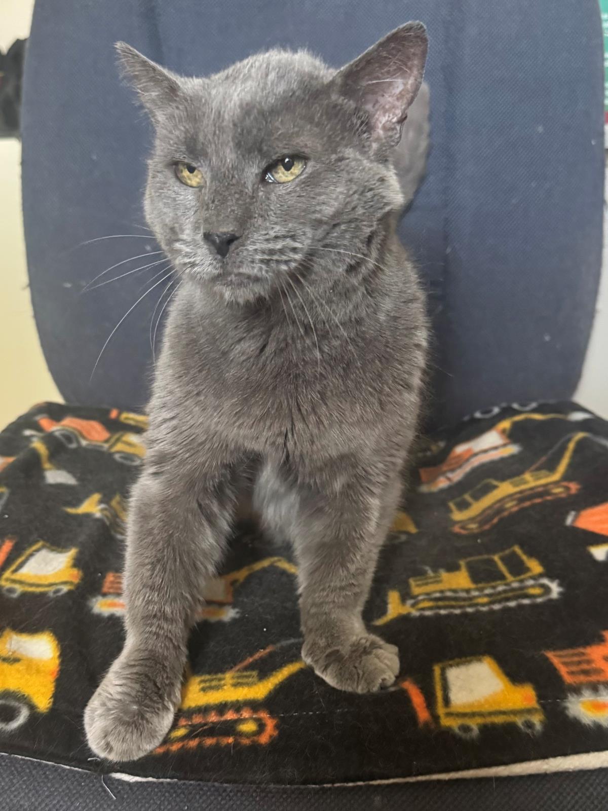 Photo of Grey Momma