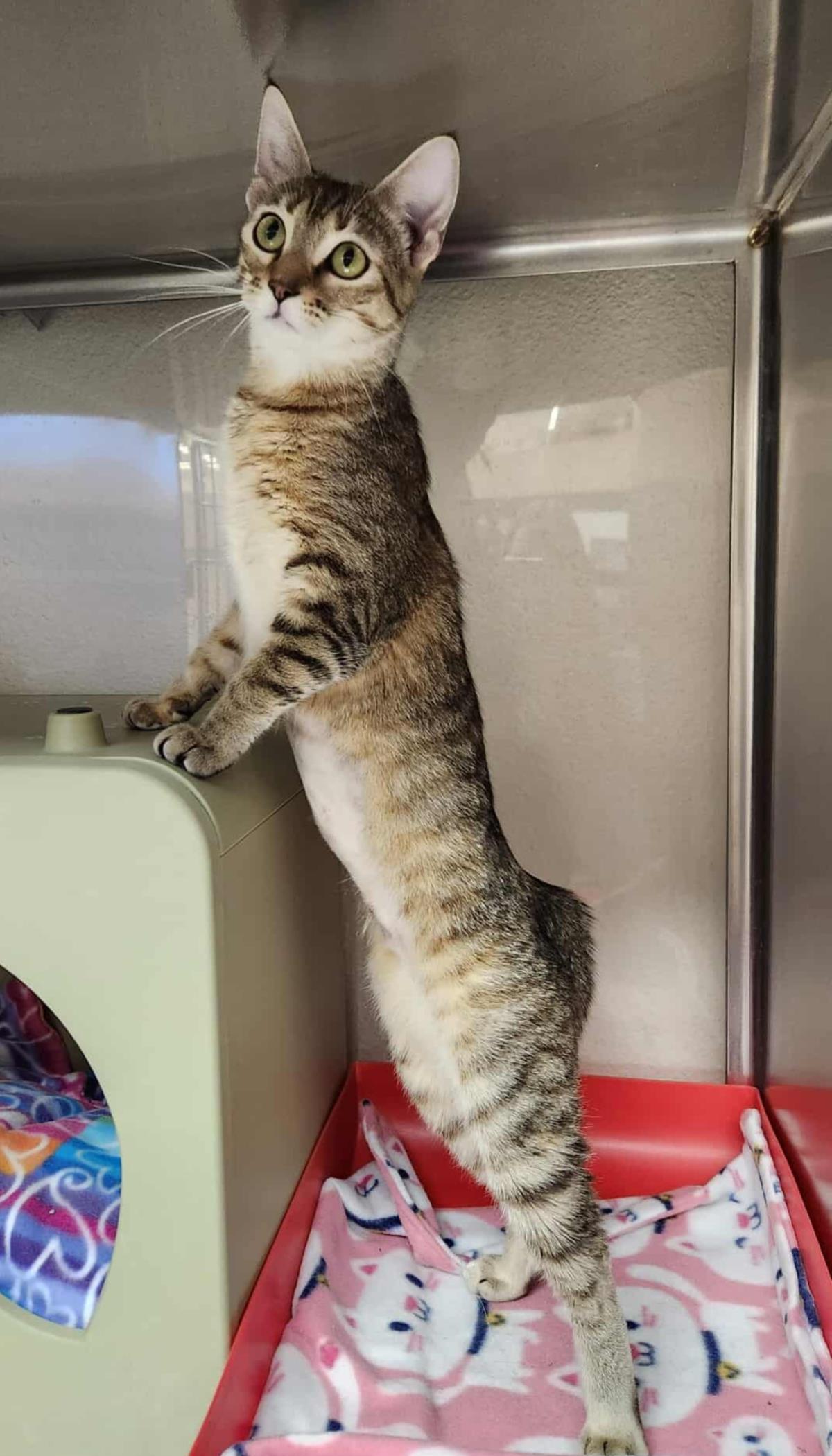 adoptable Cat in Chandler, AZ named Suri Deux