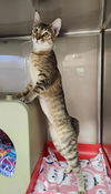 adoptable Cat in  named Suri Deux