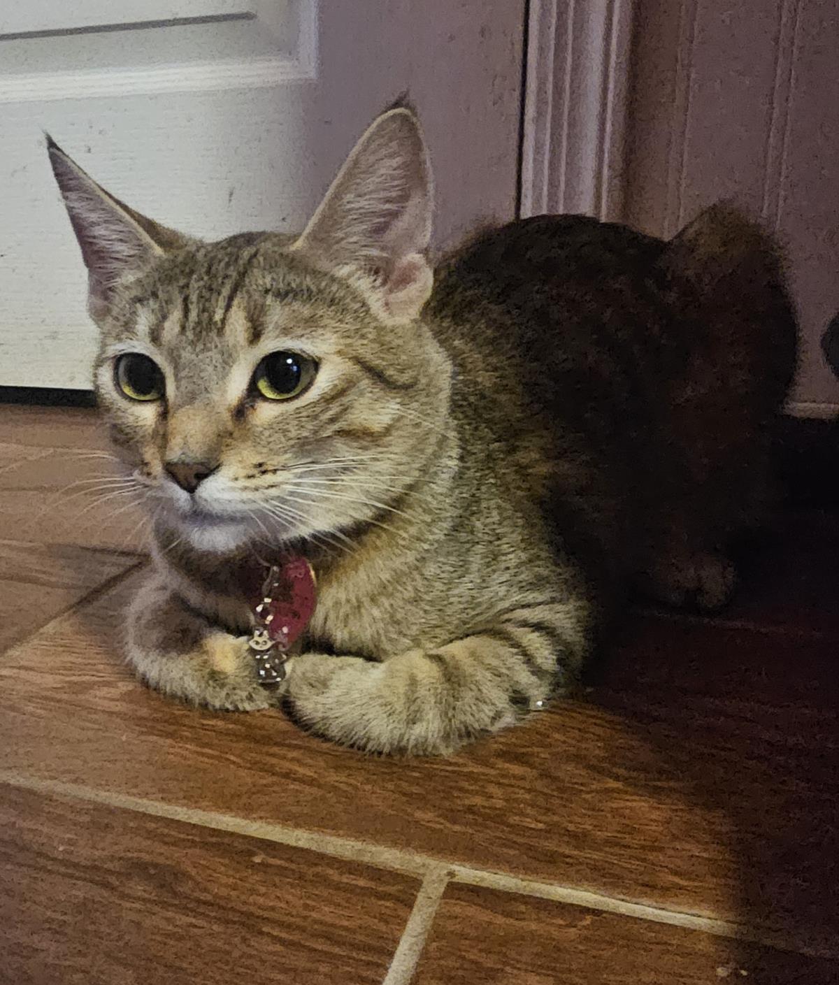 Photo of Suri Deux