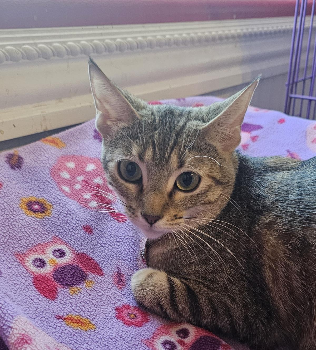 Photo of Suri Deux