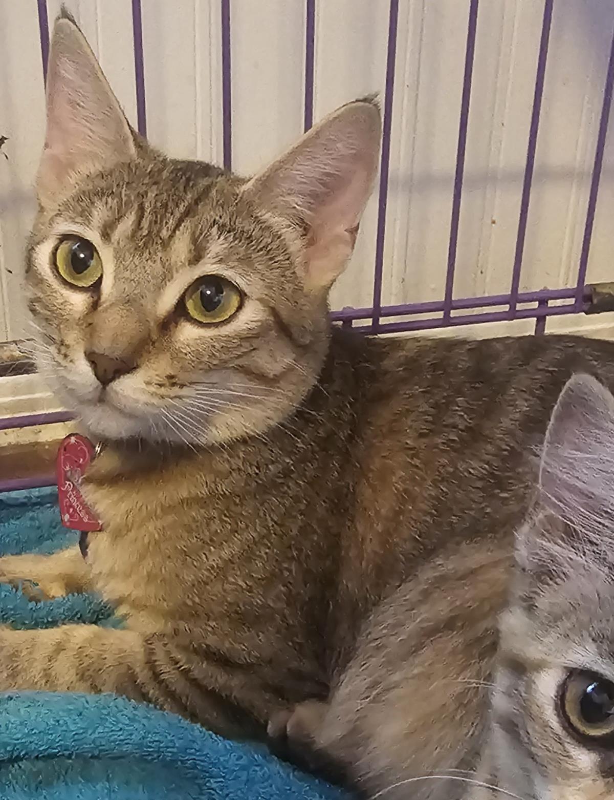 Photo of Suri Deux