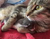 adoptable Cat in  named Sydnee Un