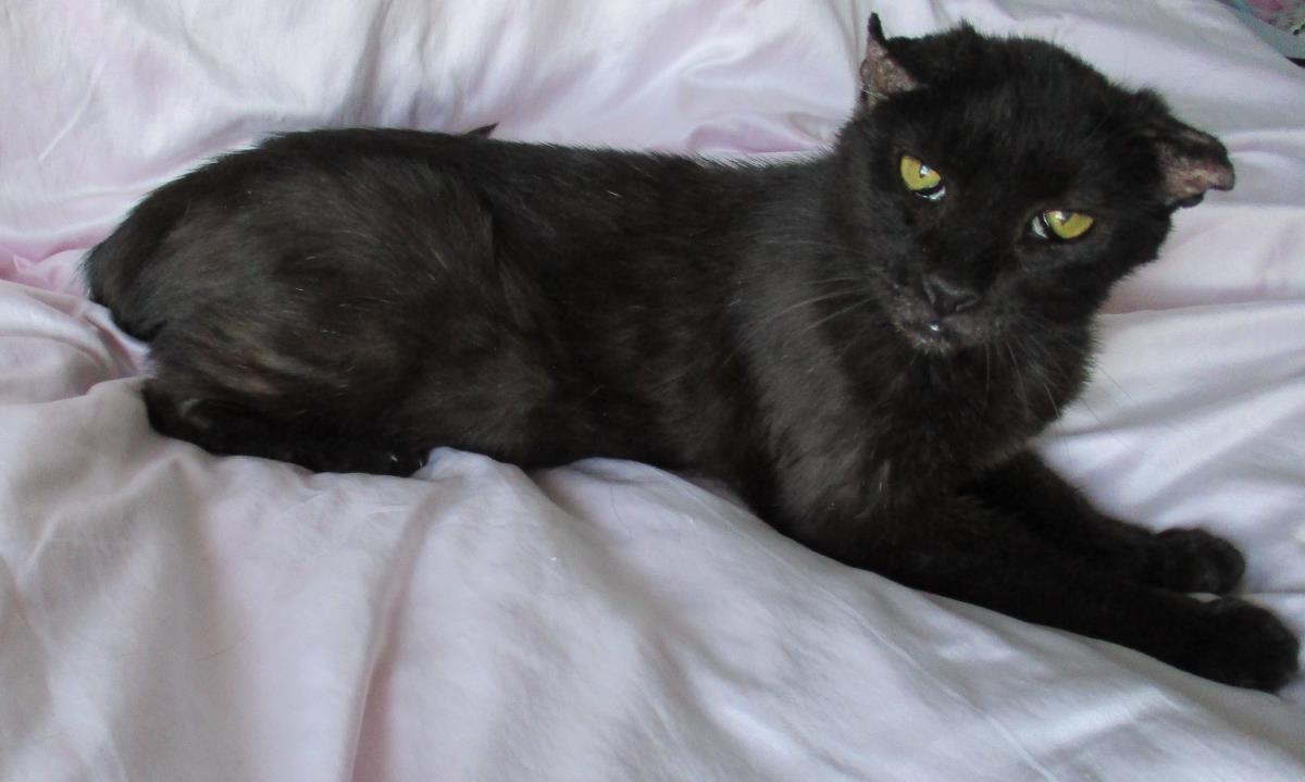 adoptable Cat in Chandler, AZ named Eartha Kitt