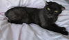 adoptable Cat in , AZ named Eartha Kitt