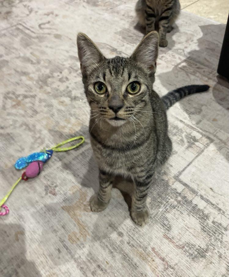 adoptable Cat in Chandler, AZ named Harry Scott