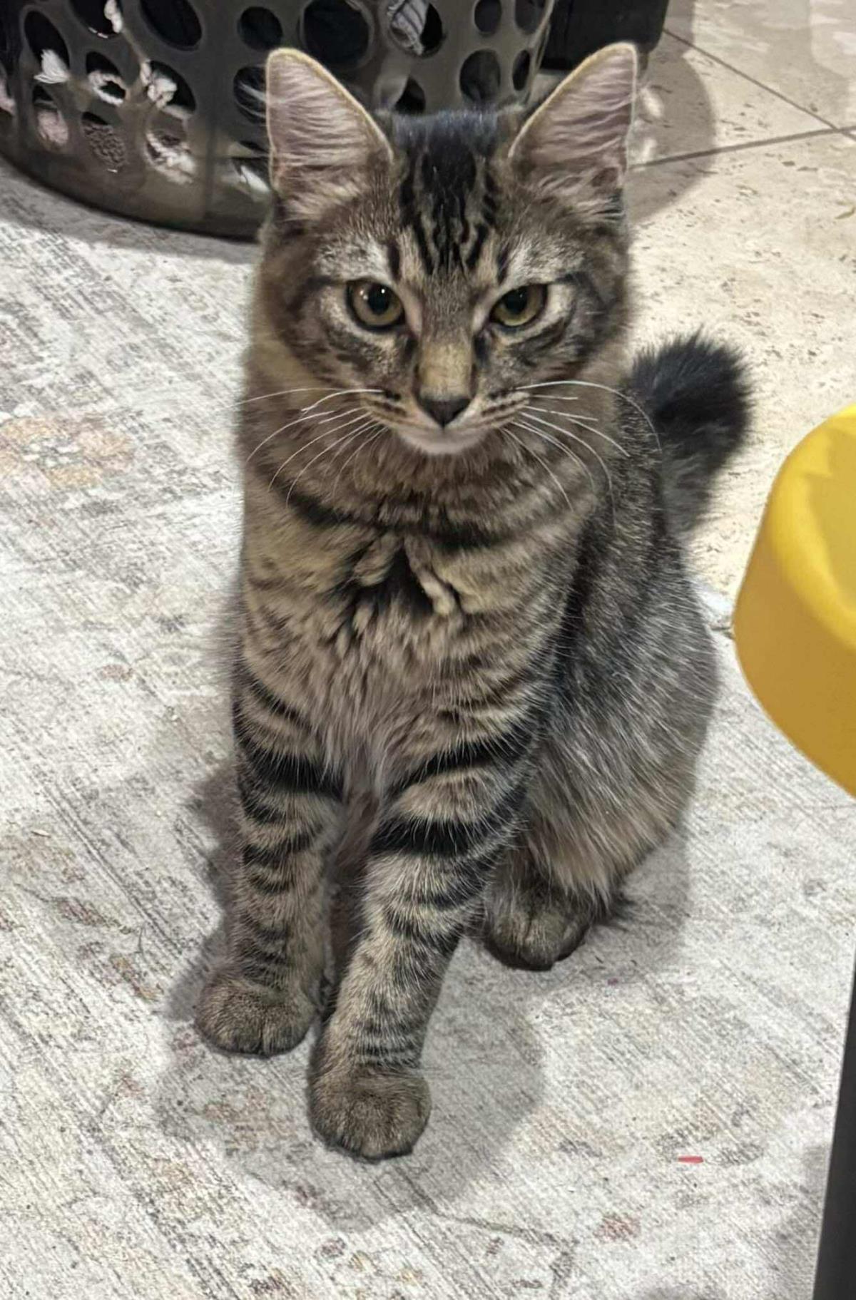 adoptable Cat in Chandler, AZ named Ron Scott