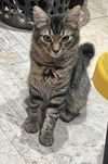 adoptable Cat in , AZ named Ron Scott