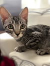 adoptable Cat in  named Sutton Wells