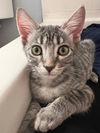 adoptable Cat in  named Sloan Wells
