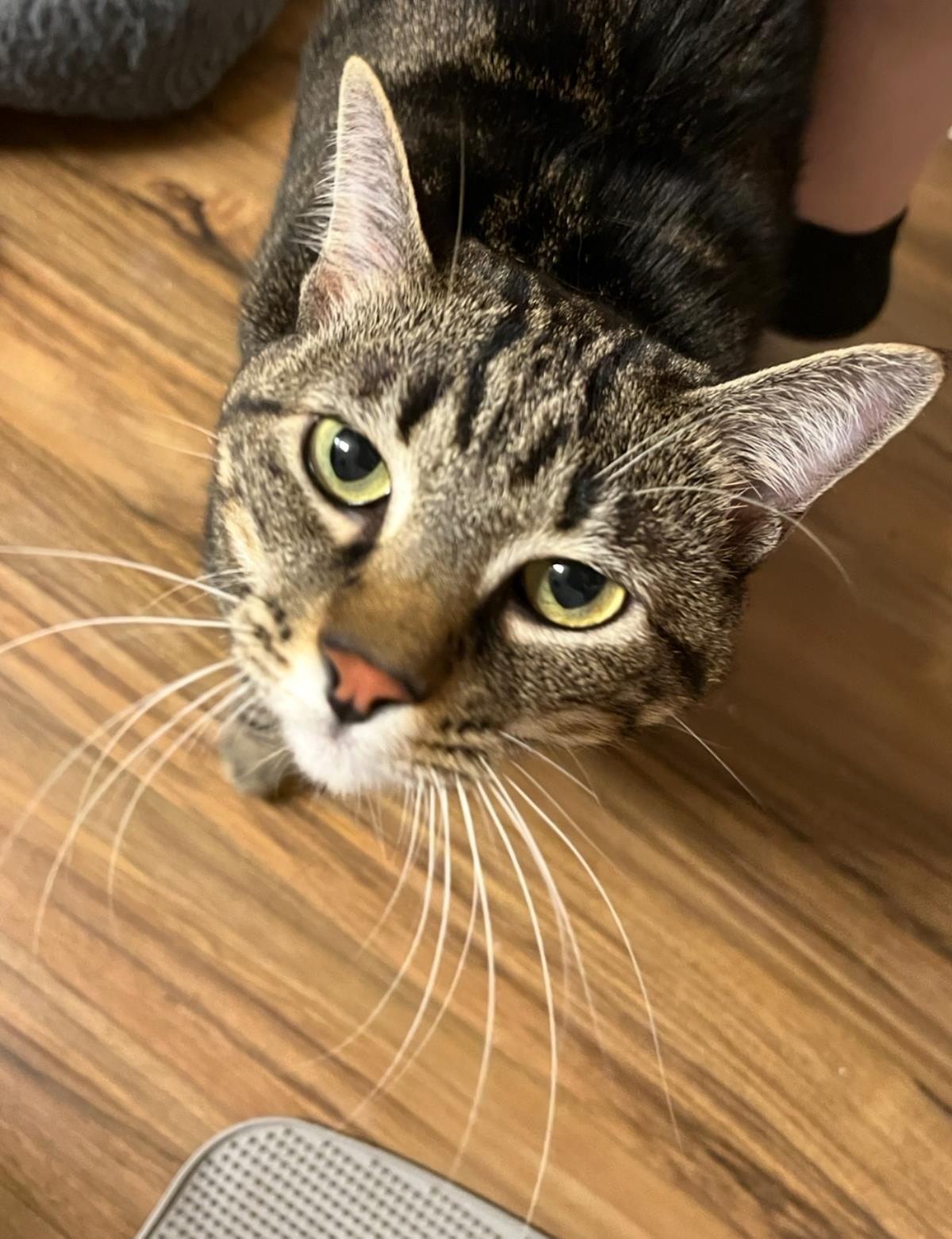 adoptable Cat in Chandler, AZ named Abigail O'Malley