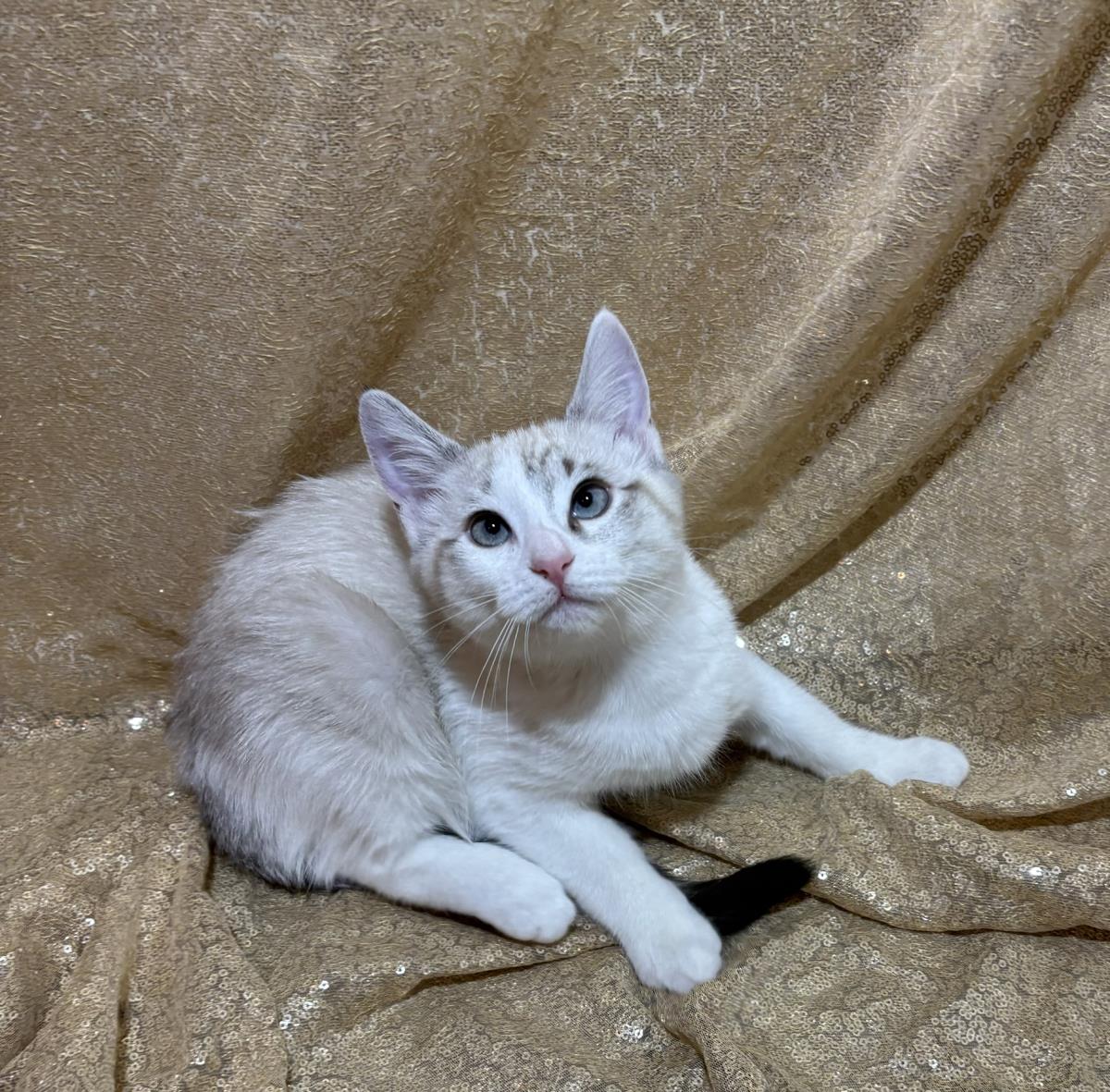 Photo of Eeny Tiger