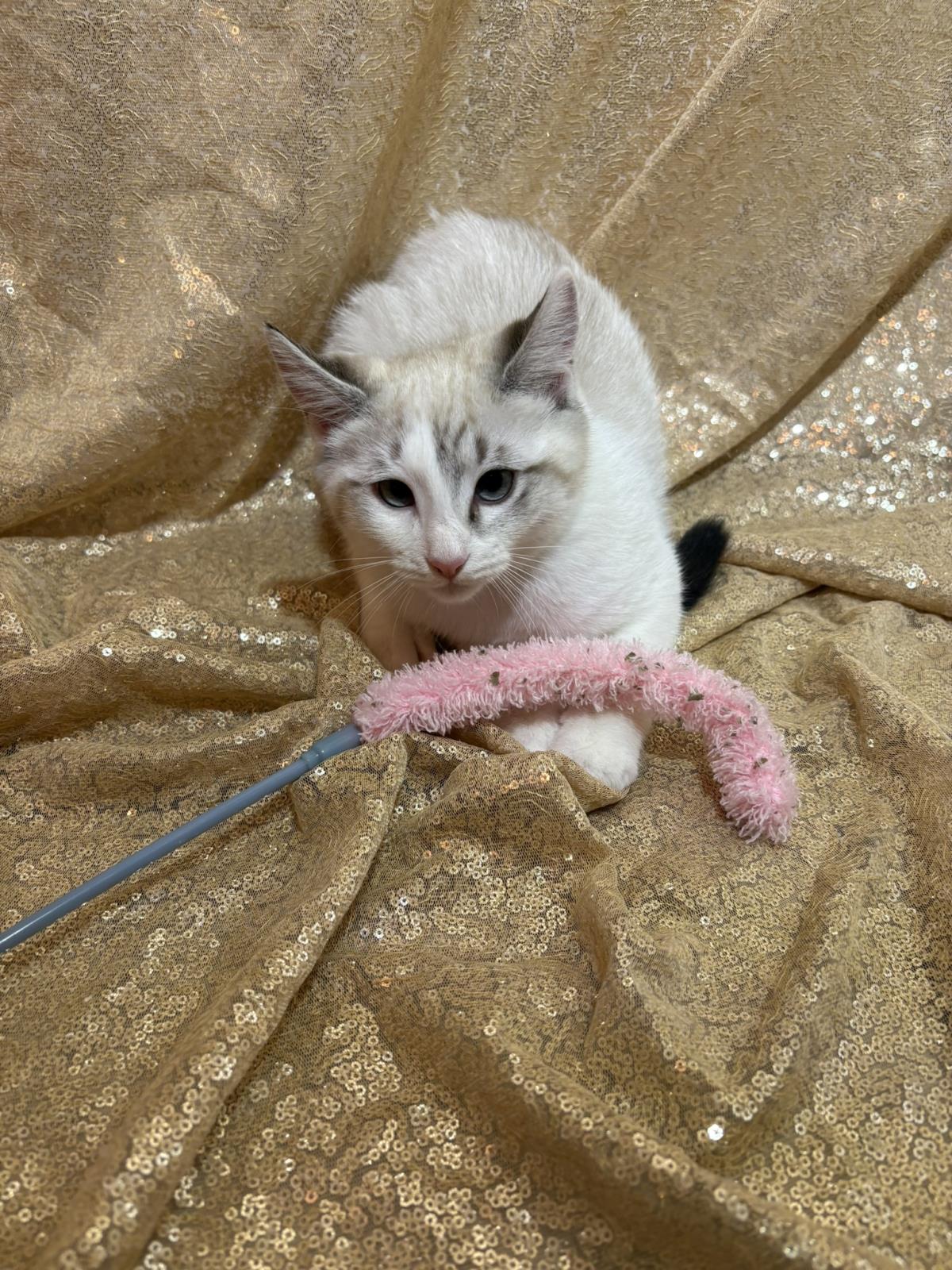 Photo of Eeny Tiger