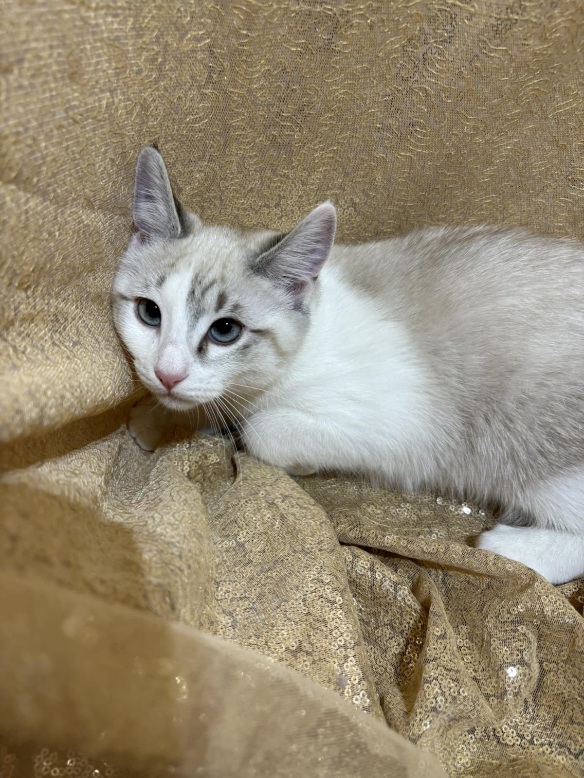 Photo of Eeny Tiger