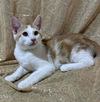 adoptable Cat in  named Miny Tiger
