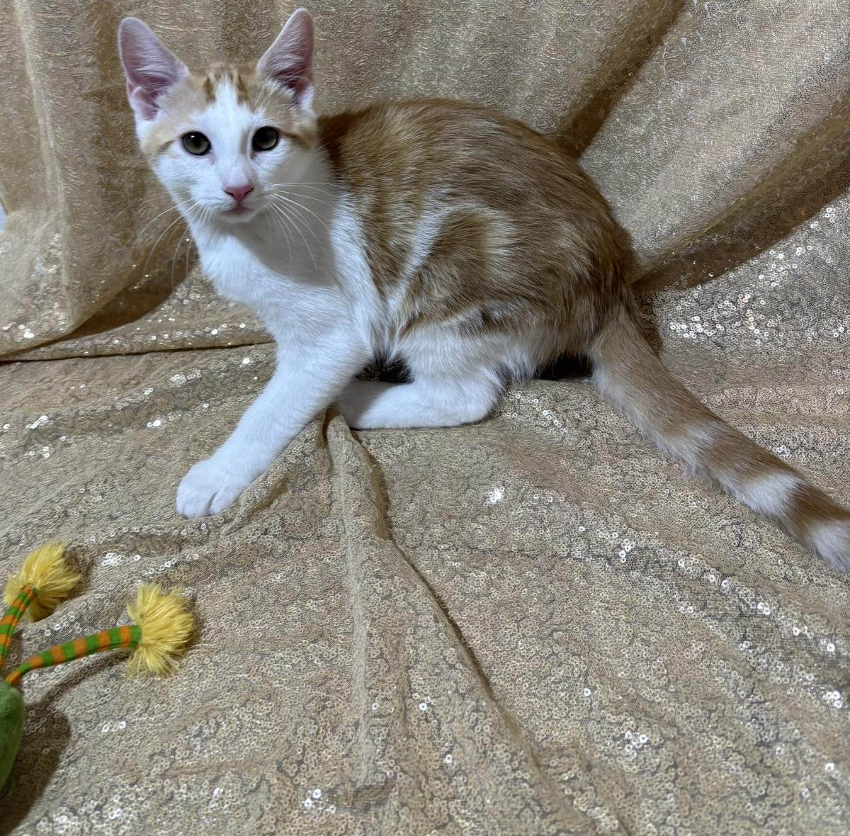 Photo of Miny Tiger
