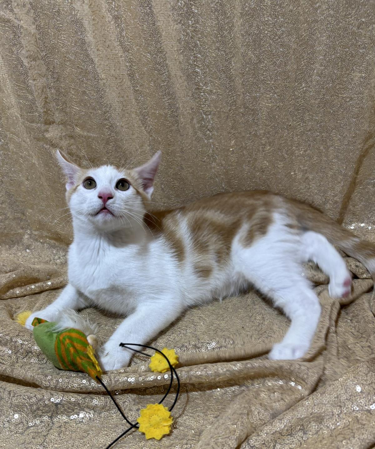 Photo of Miny Tiger