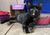 adoptable Cat in  named Moe Tiger