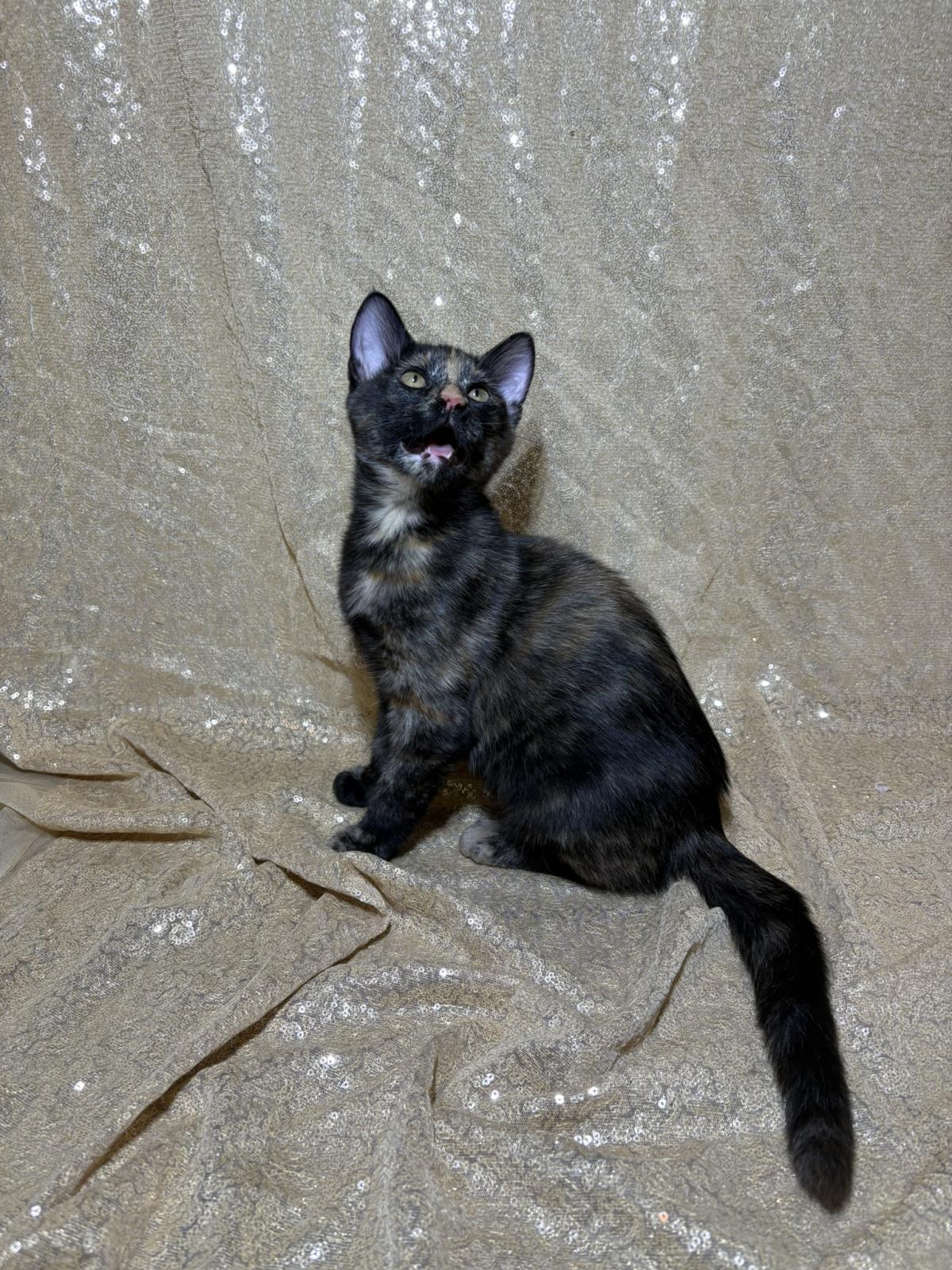 Photo of Moe Tiger