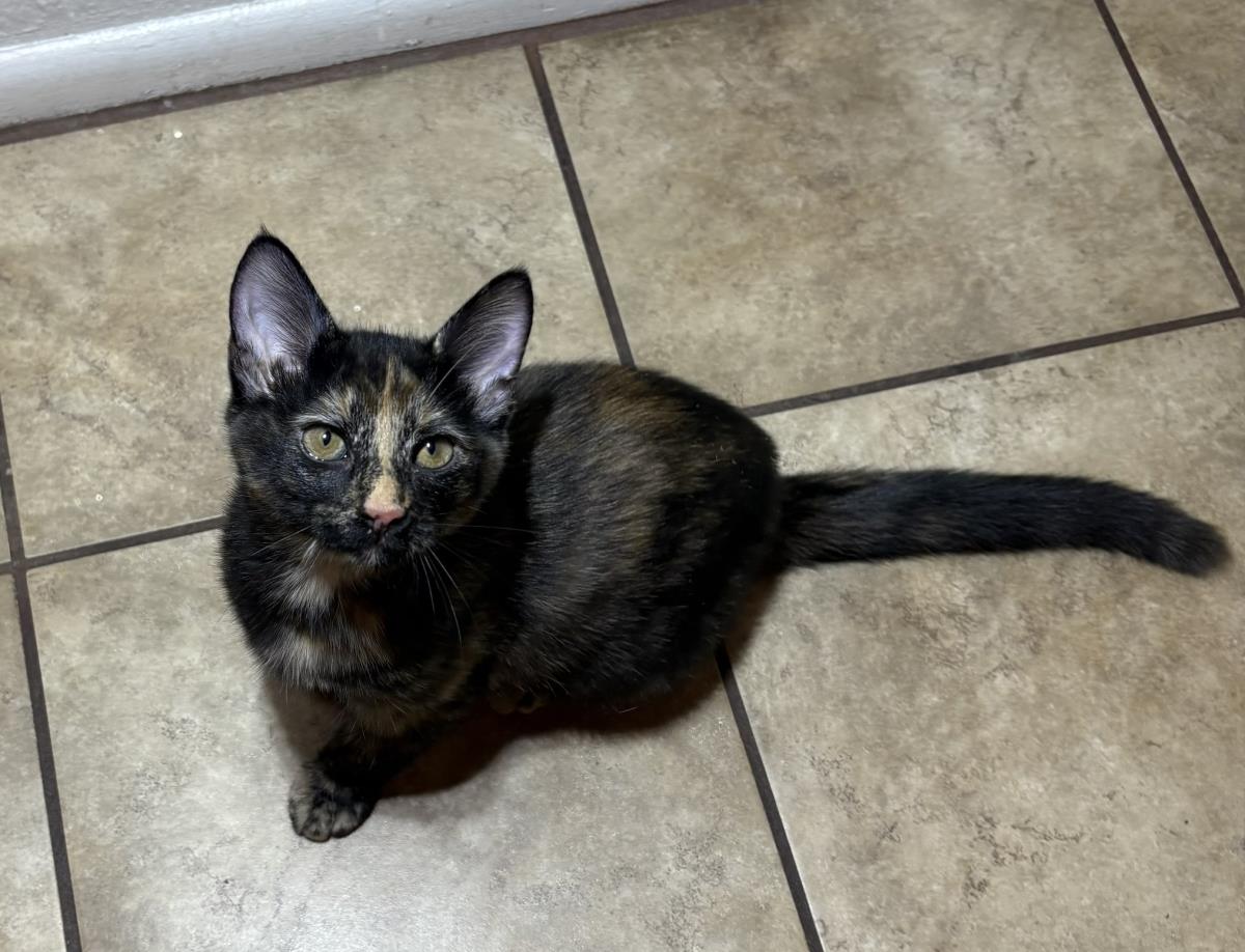 Photo of Moe Tiger