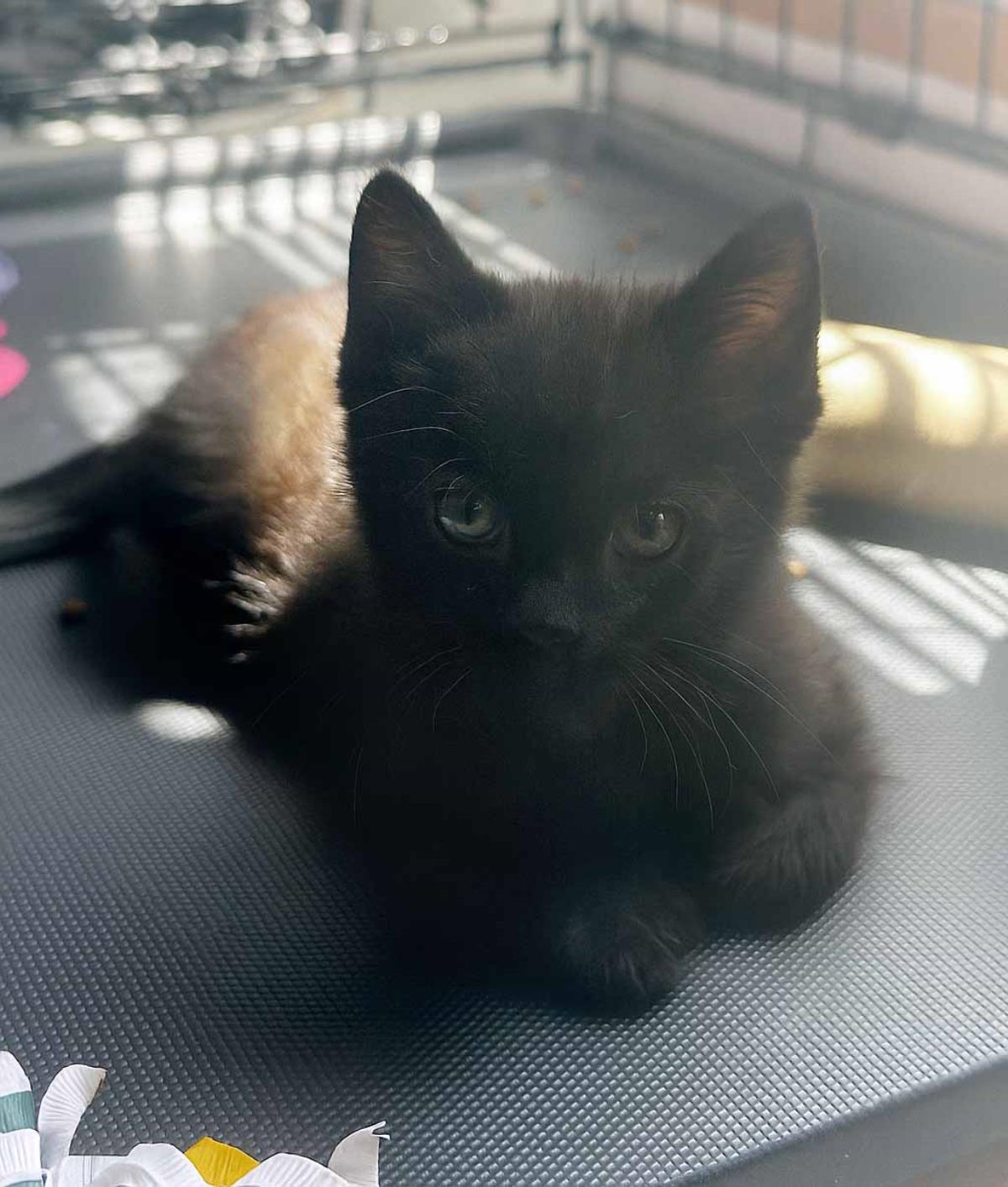 Photo of Purrlock Holmes
