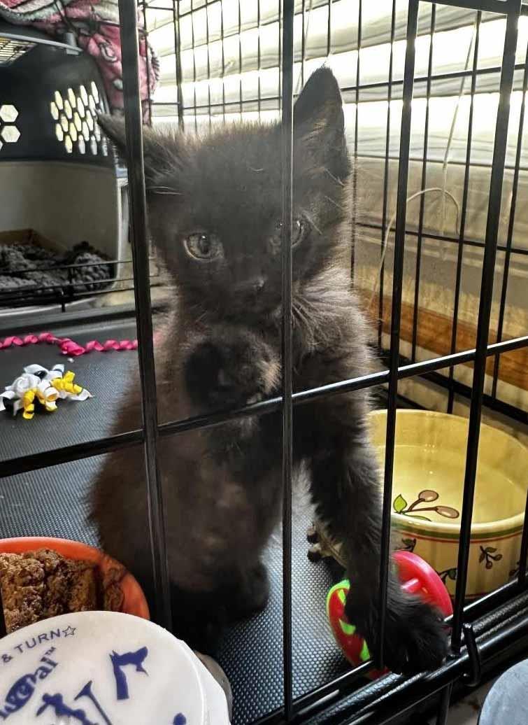 Photo of Purrlock Holmes