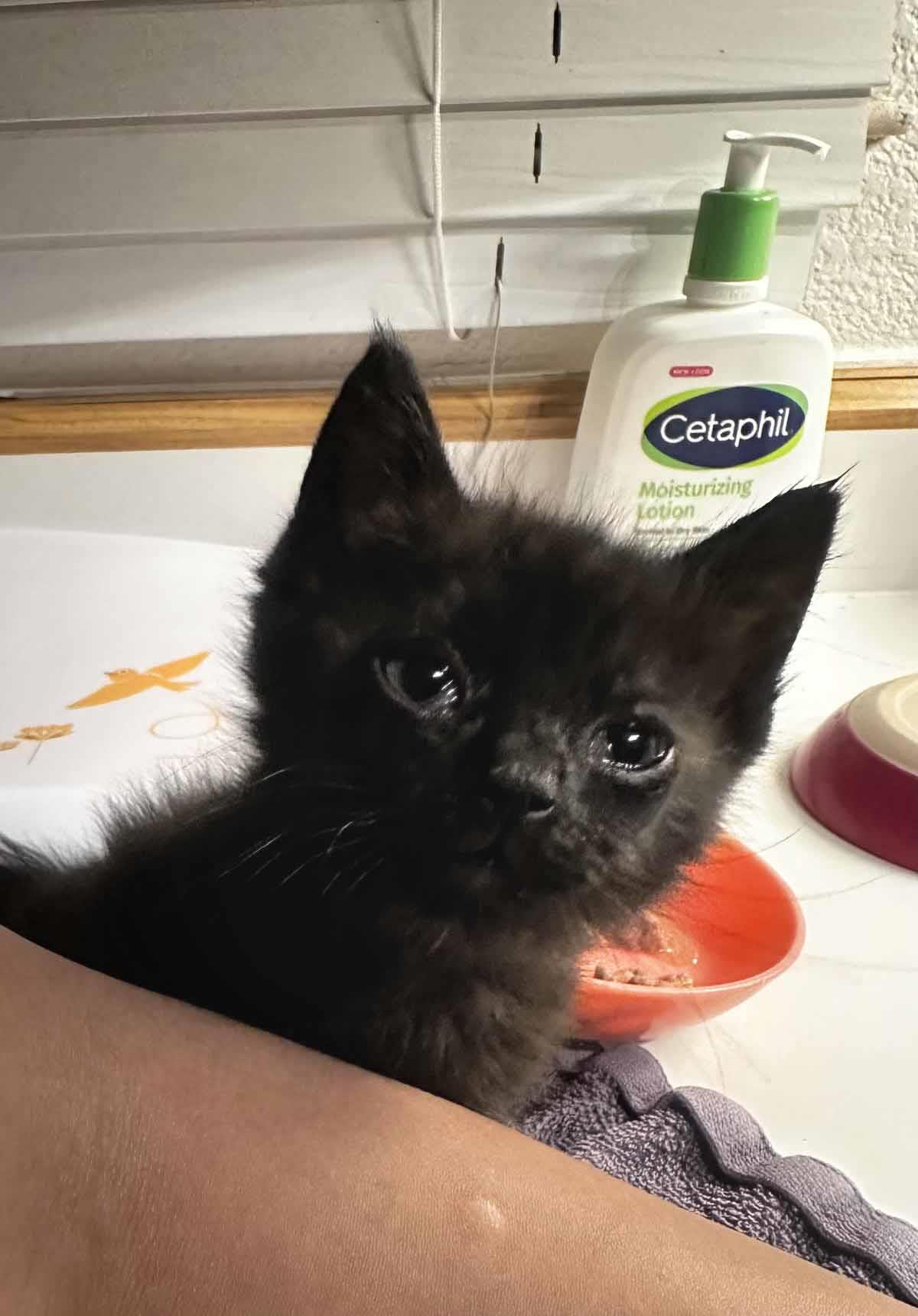 Photo of Purrlock Holmes
