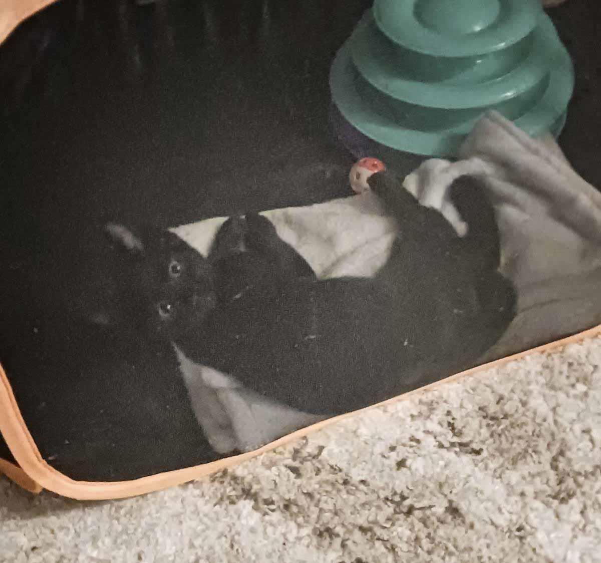 Photo of Purrlock Holmes