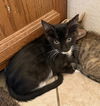 adoptable Cat in  named Skipper Howell