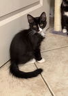 adoptable Cat in  named Thurston Howell