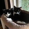 adoptable Cat in  named Shadow Mountain Bonded With Salem Mountain