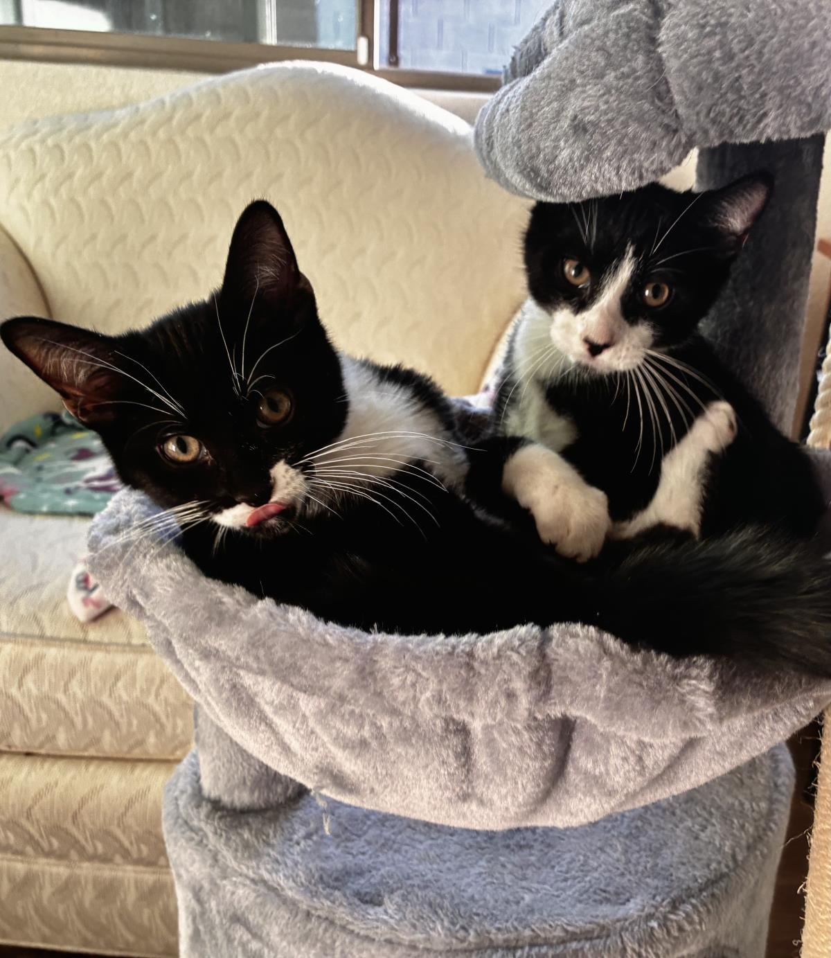 adoptable Cat in Chandler, AZ named Salem Mountain Bonded With Shadow Mountain