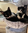 adoptable Cat in  named Salem Mountain Bonded With Shadow Mountain