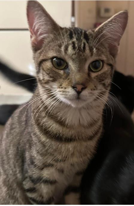 adoptable Cat in Chandler, AZ named Malik Globe