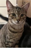 adoptable Cat in Chandler, AZ named Malik Globe