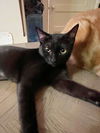 adoptable Cat in Chandler, AZ named Micah Globe
