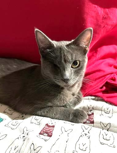 adoptable Cat in Chandler, AZ named Siddalee Globe