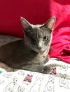 adoptable Cat in Chandler, AZ named Siddalee Globe